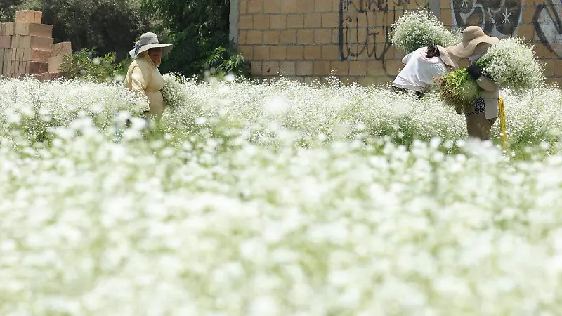De Asia a Puebla: la flor paniculata que hoy adorna mercados y celebraciones | Fotorreportaje